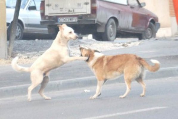 Dosare penale pentru câini adoptaţi şi apoi abandonaţi pe străzi